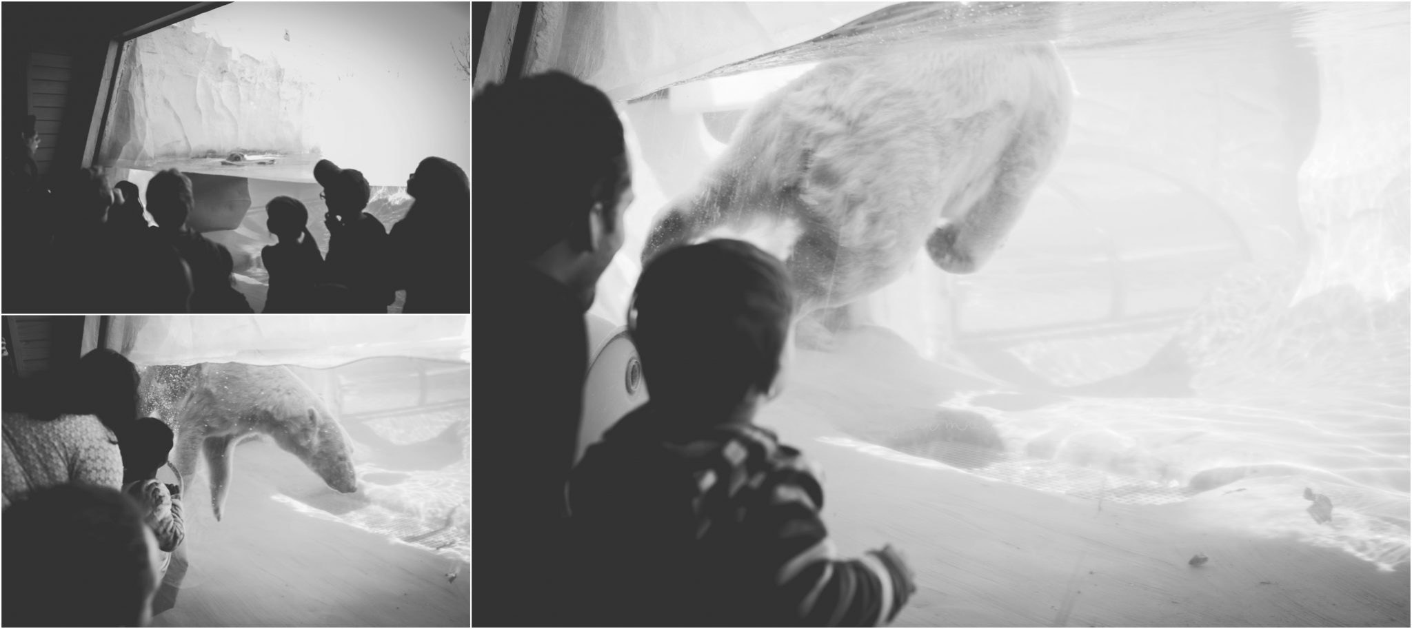 Detroit Zoo Penguinarium, Meghan Mace Photography Personal Post, Desmond Mace