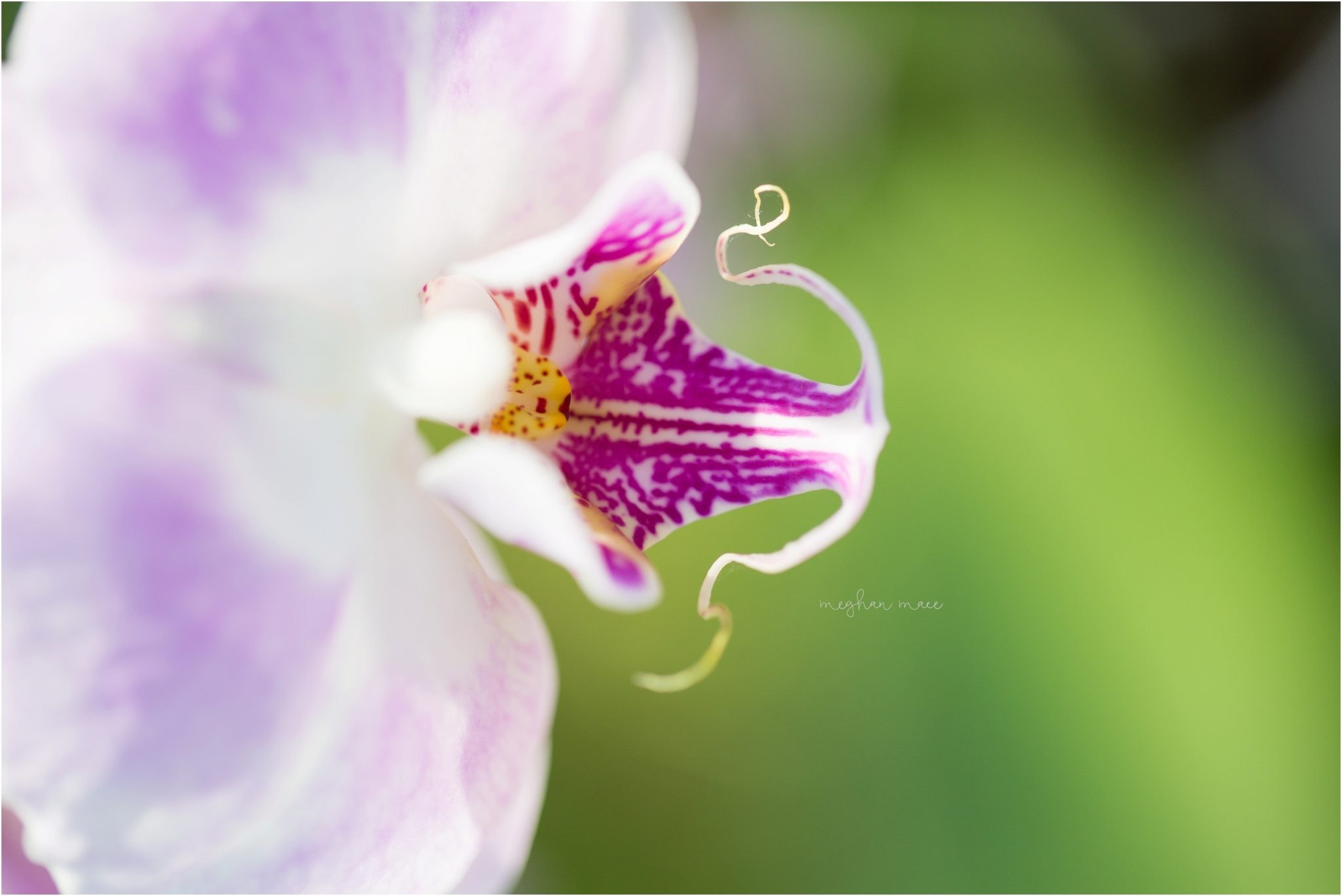 Meghan Mace Photography, Personal Post