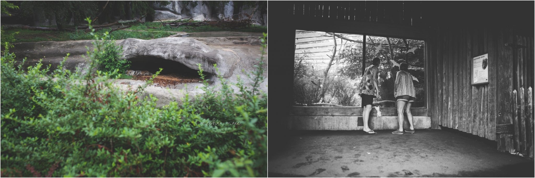 Detroit Zoo, Meghan Mace Photography, Milestone Photography, Rochester Hills Michigan